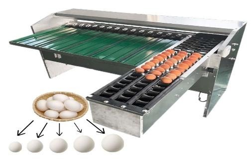 Menggali Kelezatan Telur Segar di Mustika Egg Farm